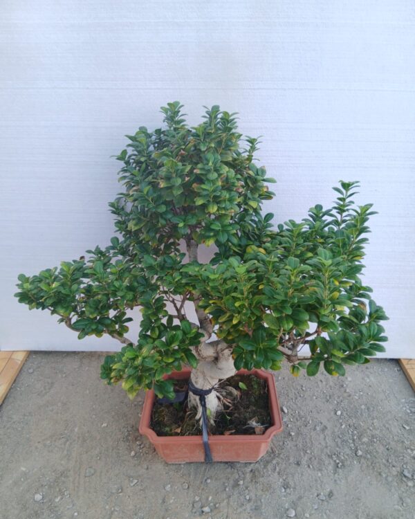 Ficus microcrpa