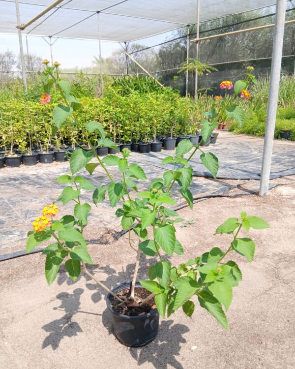 Lantana camara