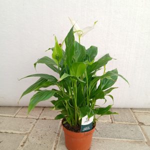 Spathiphyllum wallisii