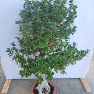 Ficus microcarpa