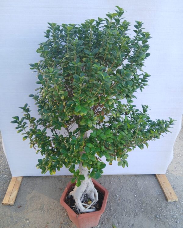 Ficus microcrpa