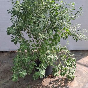 Leucophyllum frutescens
