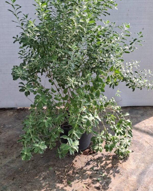 Leucophyllum frutescens
