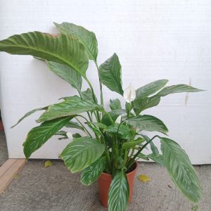 Spathiphyllum wallisii