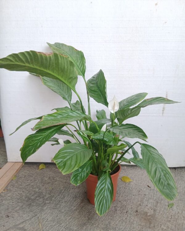 Spathiphyllum wallisii