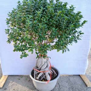 Ficus microcarpa
