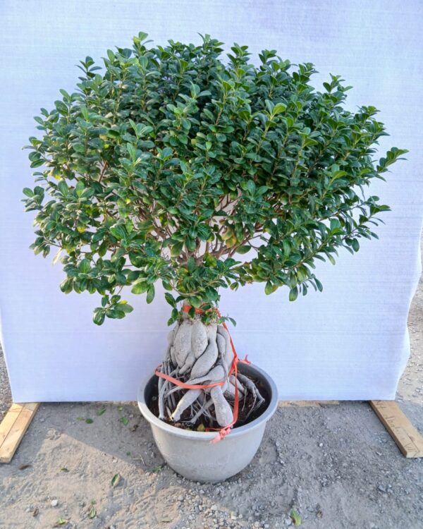 Ficus microcrpa