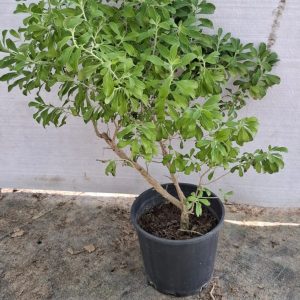 Leucophyllum frutescens