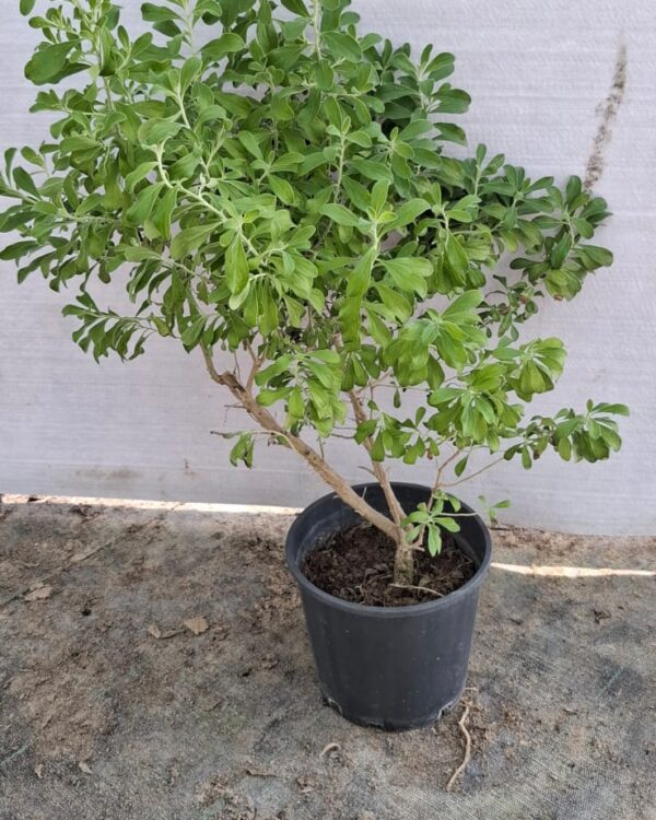 Leucophyllum frutescens