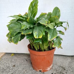 Spathiphyllum wallisii