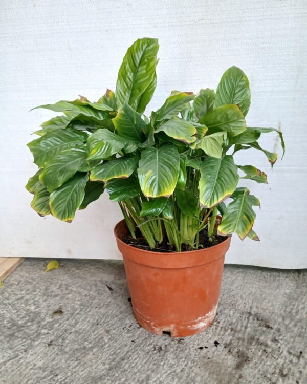Spathiphyllum wallisii