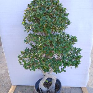 Ficus microcarpa