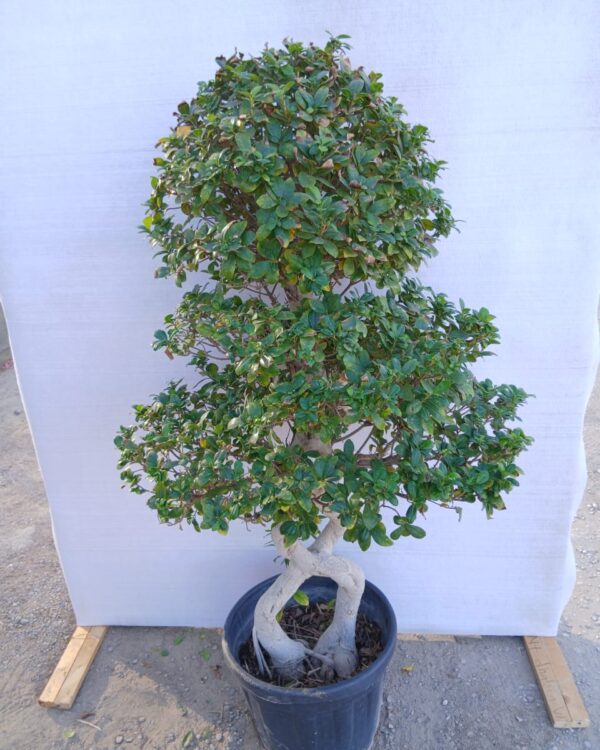 Ficus microcrpa