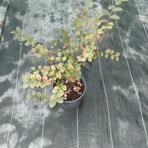Loropetalum chinense var. rubrum