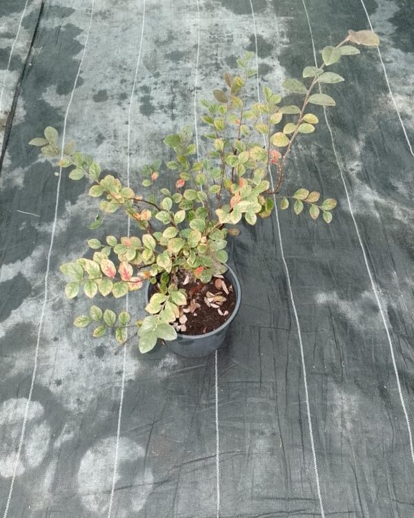 Loropetalum