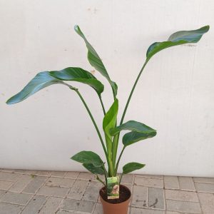 Strelitzia reginae