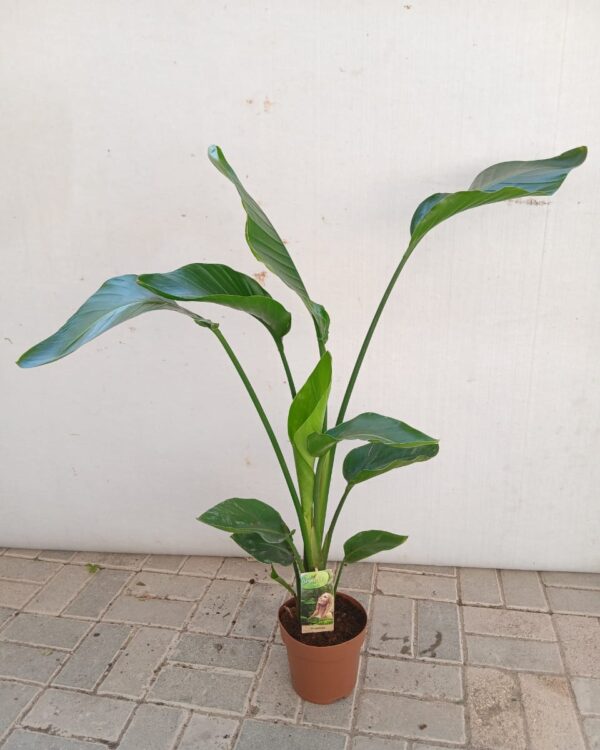 Strelitzia reginae