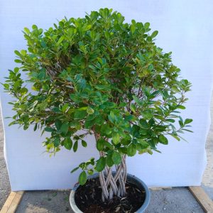 Ficus microcarpa