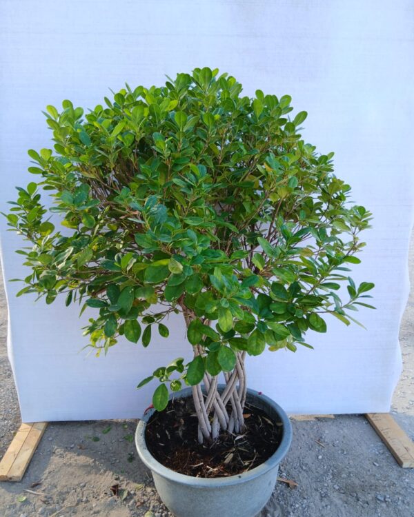 Ficus microcrpa