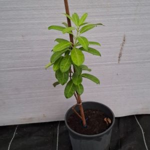 Mandevilla laxa