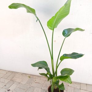 Strelitzia reginae