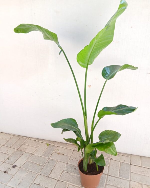 Strelitzia reginae