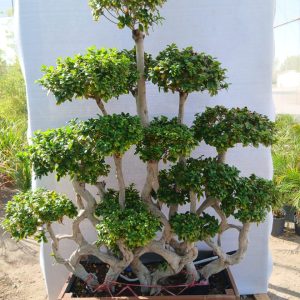 Ficus microcarpa