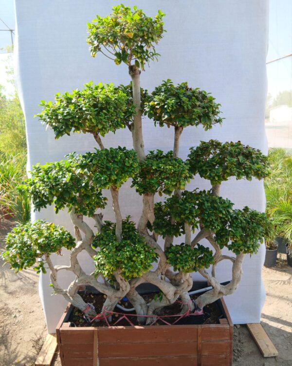 Ficus microcrpa