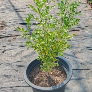 Murraya paniculata