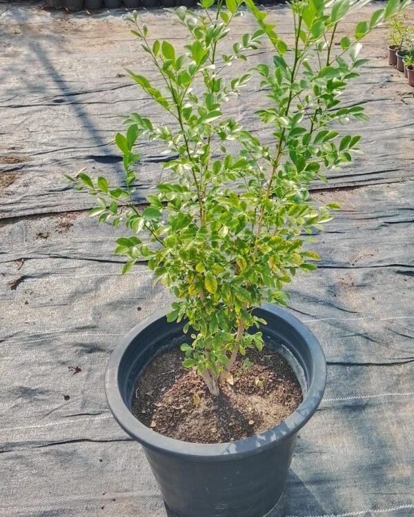 Murraya paniculata