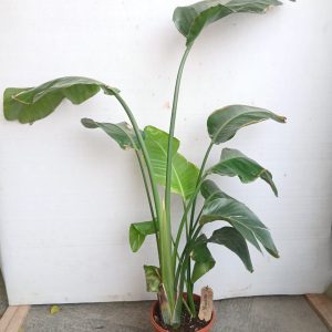 Strelitzia nicolai