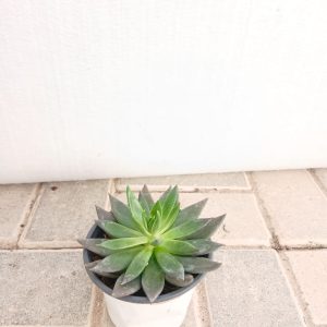 Echeveria black prince
