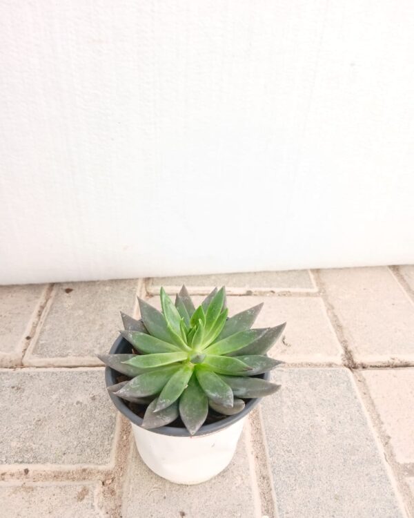 Echeveria black prince
