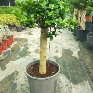 Ficus panda