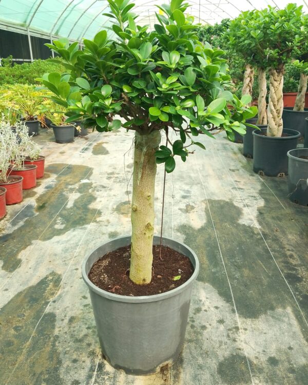 Ficus microcrpa