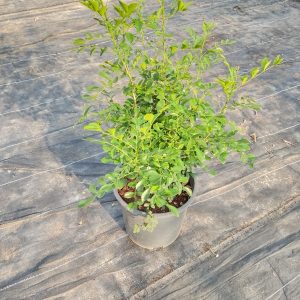 Murraya paniculata