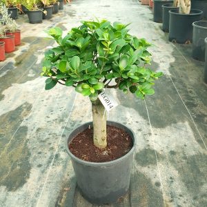 Ficus panda