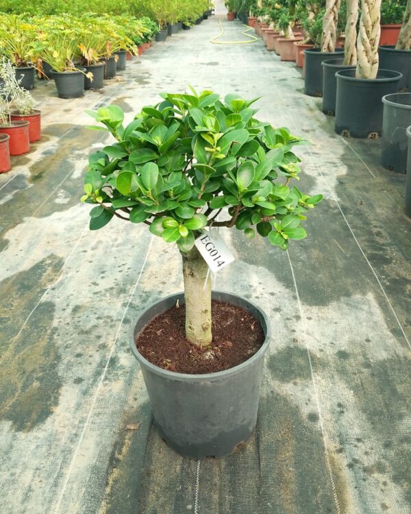 Ficus microcrpa