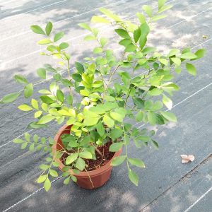 Murraya paniculata