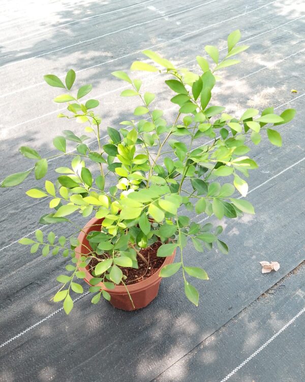 Murraya paniculata