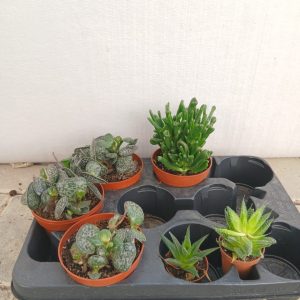 Succulent mix