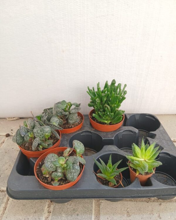 Succulent mix