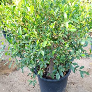 Ficus Nitida