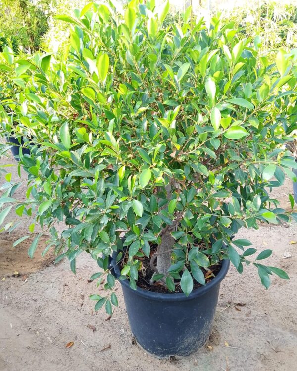 Ficus Nitida