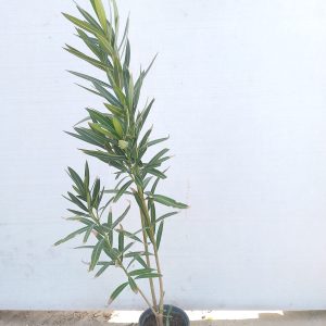 Nerium oleander