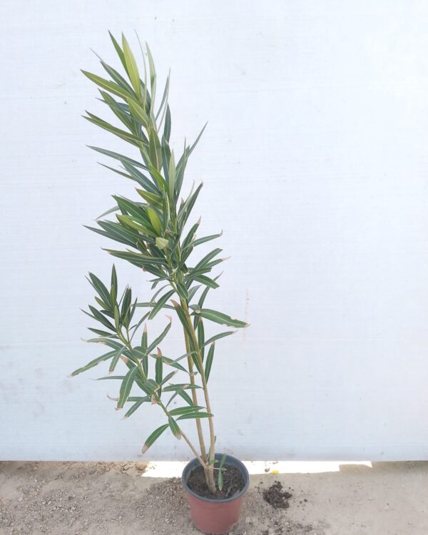 Nerium oleander