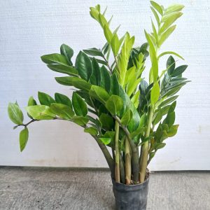Zamioculcas zamiifolia