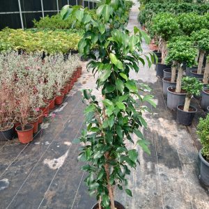Ficus Nitida