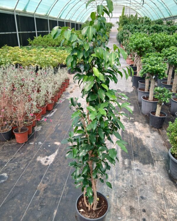 Ficus Nitida