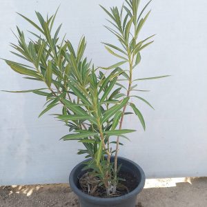 Nerium oleander